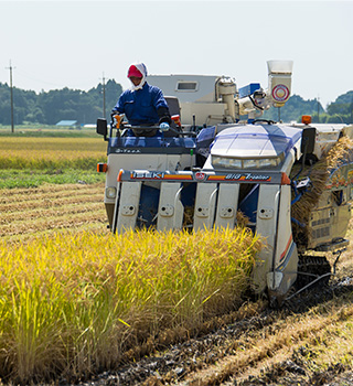 Harvest work