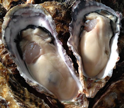 Frozen oyster with full shell